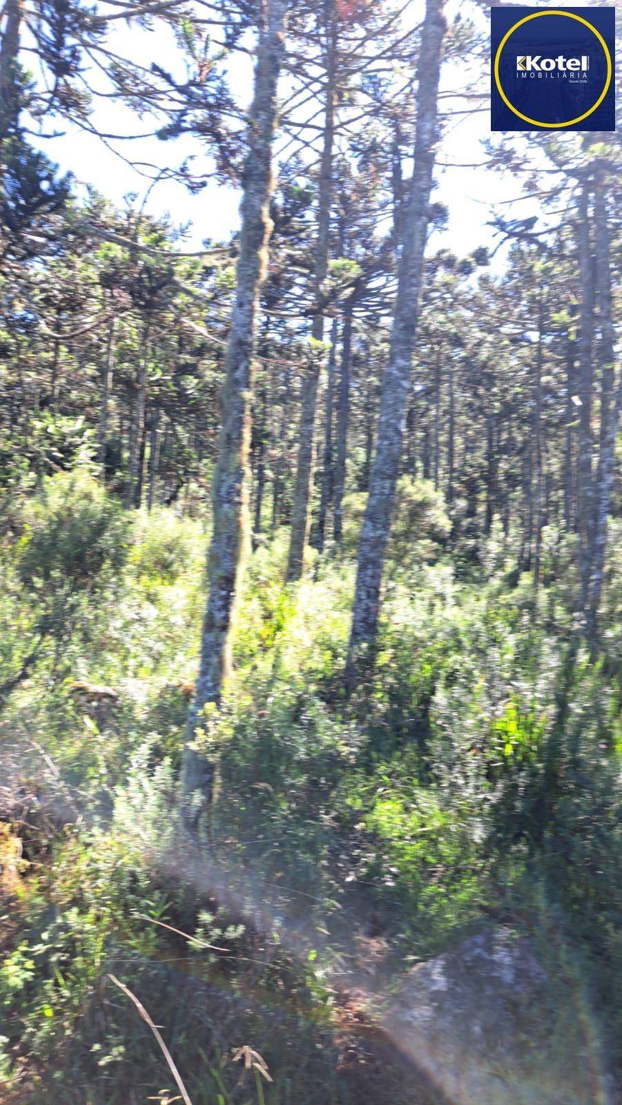 Fazenda 3 quartos à venda, 34000m², Centro - Bom Jardim da Serra